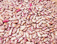 Light Speckled Kidney Beans
