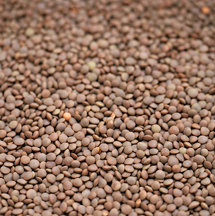 Red Lentils
