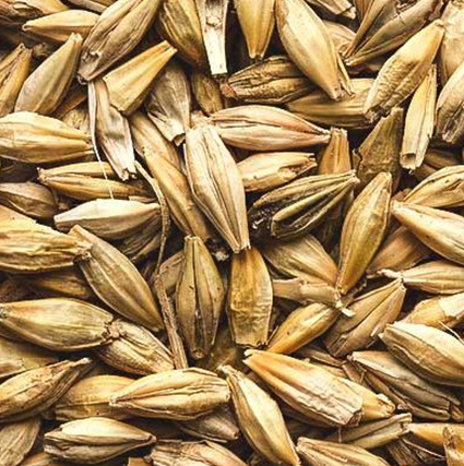 Barley