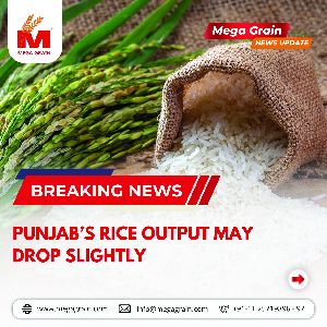 Punjab&rsquo;s rice output may drop slightly