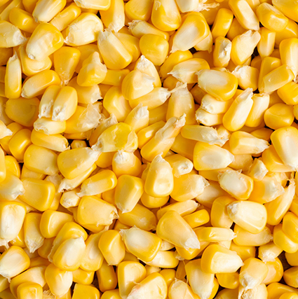 Yellow Corn