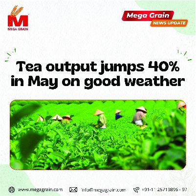 Tea output jumps 40% in May on good weather