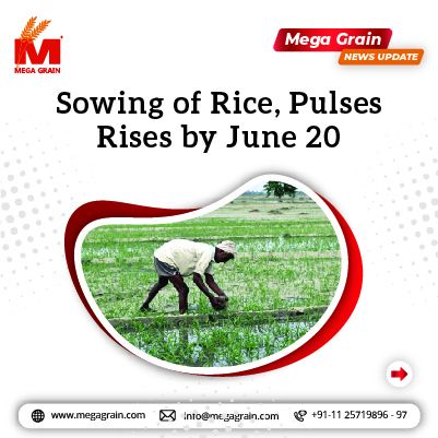 Farmers increase sowing of rice and pulses as of June 20