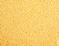 Golden Millet