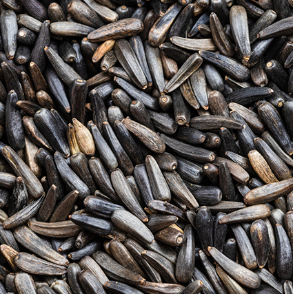 Nijer Seeds