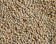 Perilla Seeds