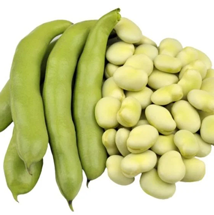 Faba Bean Protein