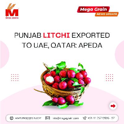 Punjab litchi exported to UAE, Qatar: APEDA