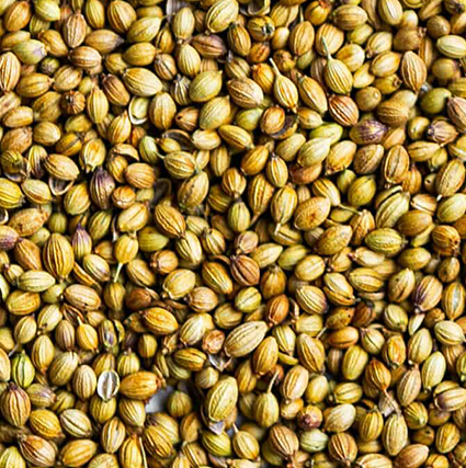 Coriander