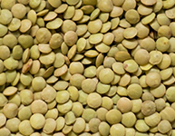 Green Lentils