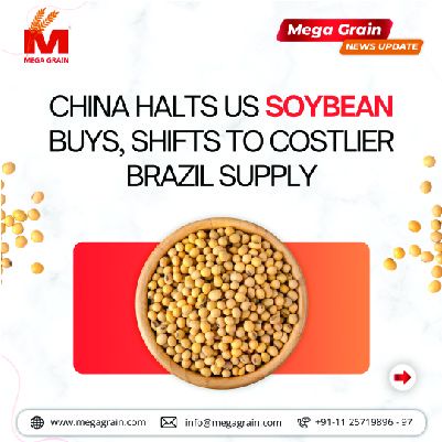 China halts US soybean buys, shifts to costlier Brazil supply