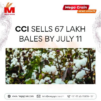 CCI sold over 67 lakh bales of cotton till July 11