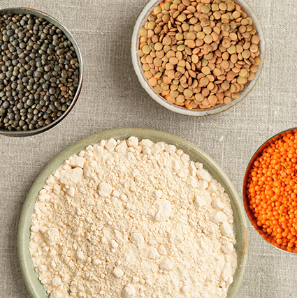 Lentil Protein